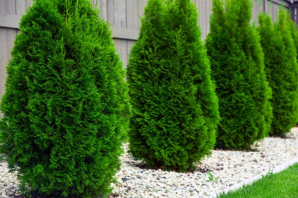 Arborvitae Planting in Roswell