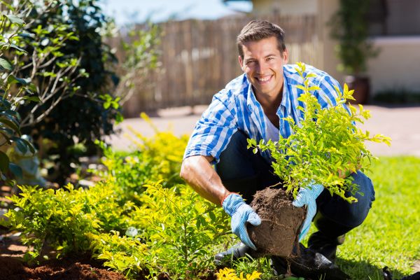 Bush Planting Service in Roswell