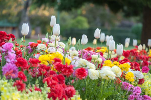 Gardening Service in Roswell