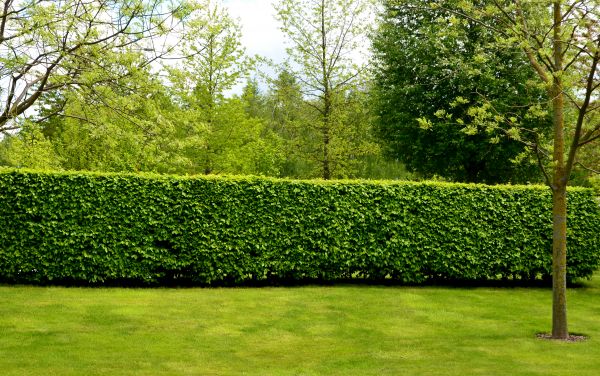 Hedge Planting in Roswell