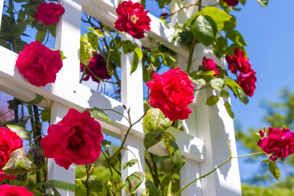 Home Gardening Service in Roswell