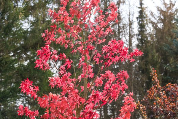 Japanese Maple Planting in Roswell