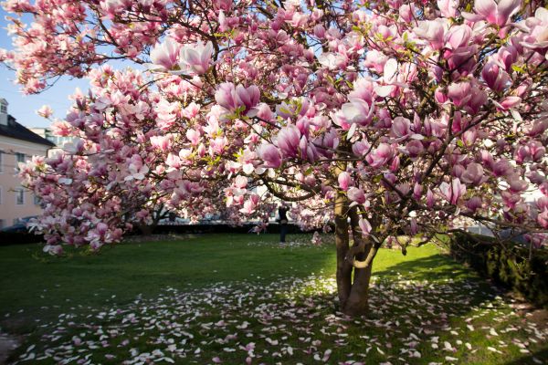 Magnolia Tree Planting in Roswell