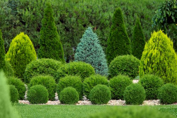 Shrub Replacement in Roswell