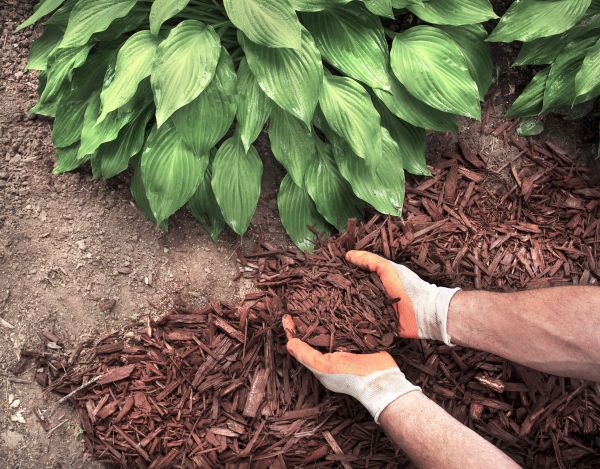Shredded Mulch Service in Roswell