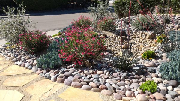 Xeriscape Landscaping in Roswell