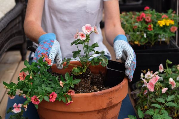 Plant Care Service in Roswell