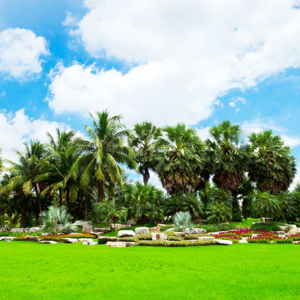 Tropical Landscaping in Roswell