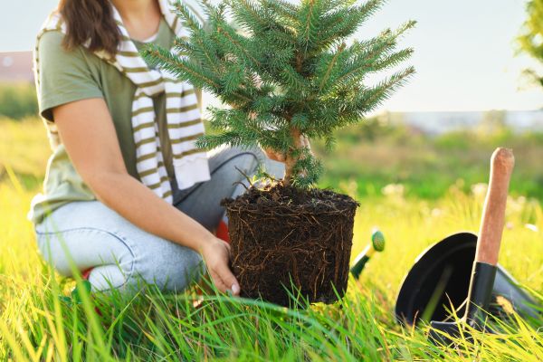 Spruce Tree Planting in Roswell