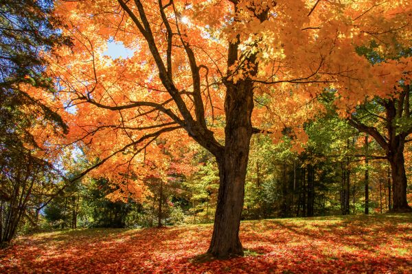 Maple Tree Planting in Roswell