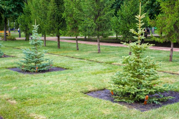 Privacy Trees Planting in Roswell