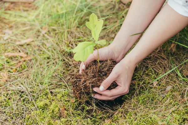Oak Tree Planting in Roswell