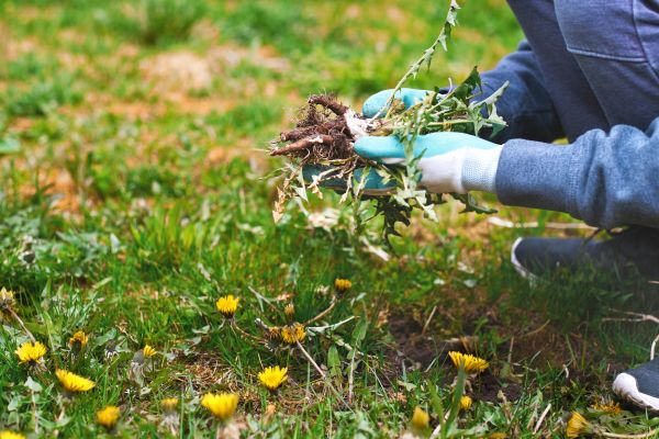 Flower Bed Clearing in Roswell