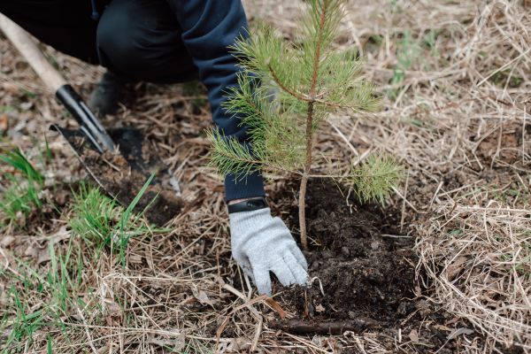 Pine Tree Planting in Roswell