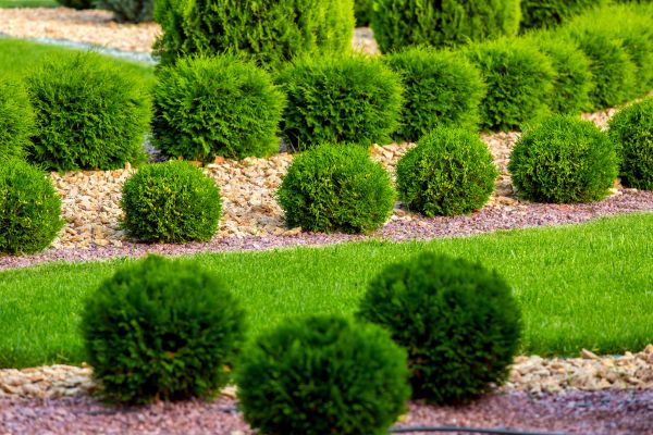 Bush Replacement in Roswell