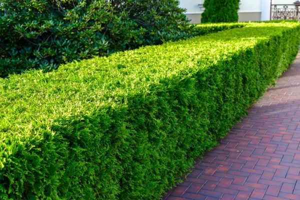 Hedge Installation in Roswell