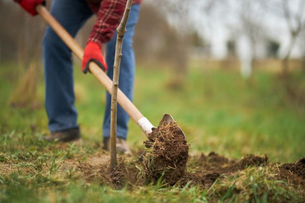 Trees Planting in Roswell