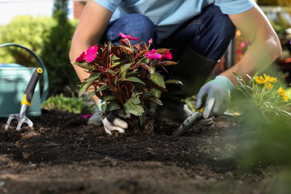 Plant Replacement in Roswell