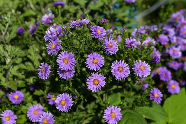 Perennial Flower Planting in Roswell