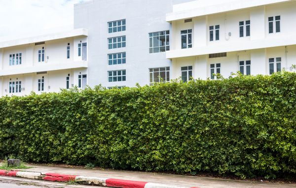 Privacy Landscaping in Roswell