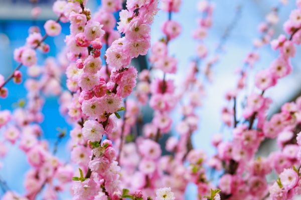 Japanese Cherry Tree Planting in Roswell