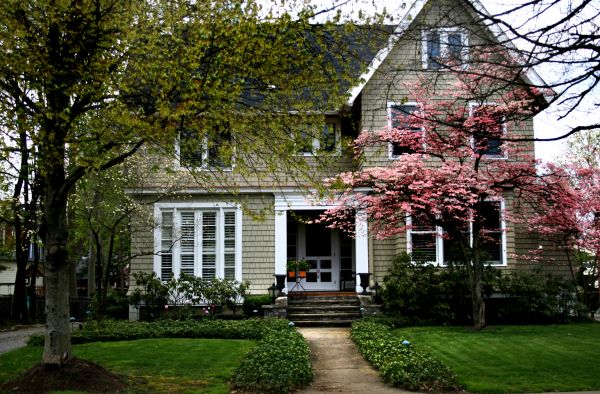 Ornamental Tree Planting in Roswell