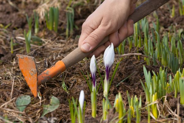 Flower Garden Weeding in Roswell