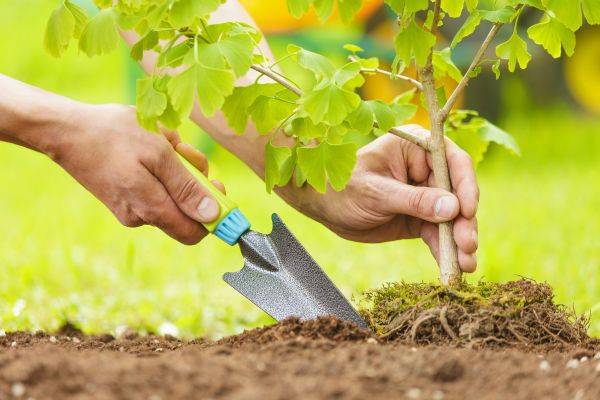 Fruit Tree Planting in Roswell