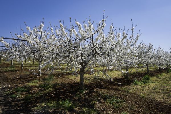 Orchard Planting in Roswell