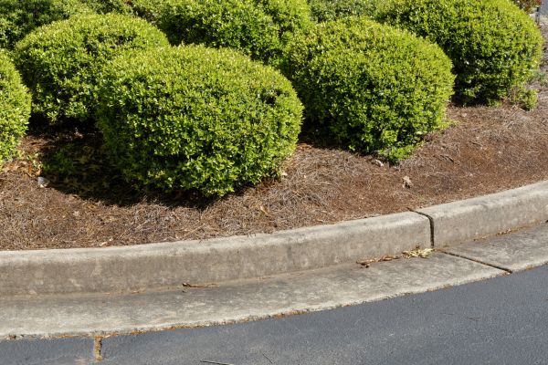 Pine Mulch Installation in Roswell