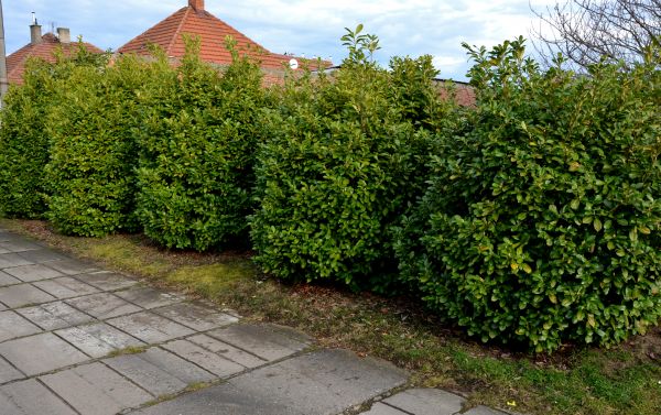 Privacy Shrub Installation in Roswell