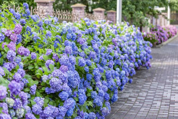 Hydrangea Landscaping in Roswell