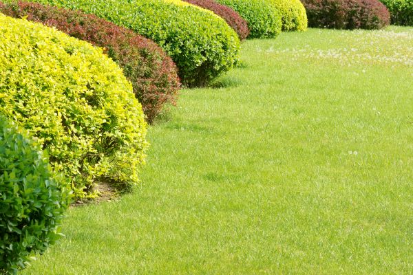 Shrubbery Planting in Roswell