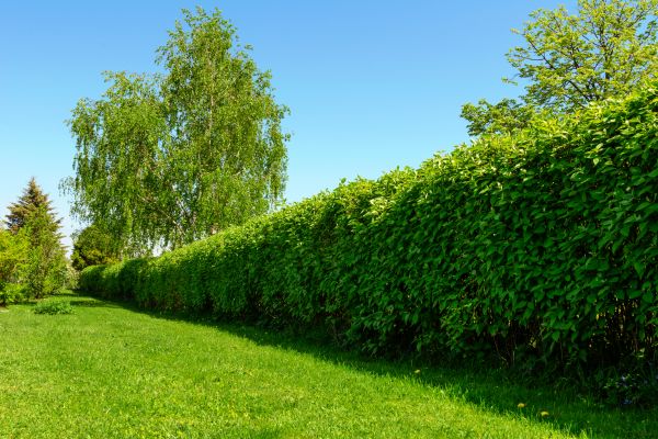 Hedge Replacement in Roswell