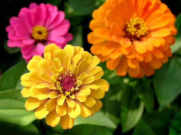 Zinnia Planting in Roswell