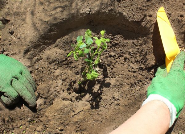 Rose Bush Planting in Roswell