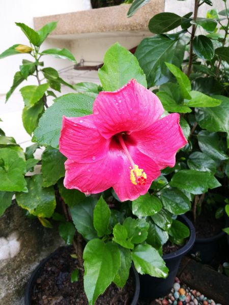 Hibiscus Planting in Roswell