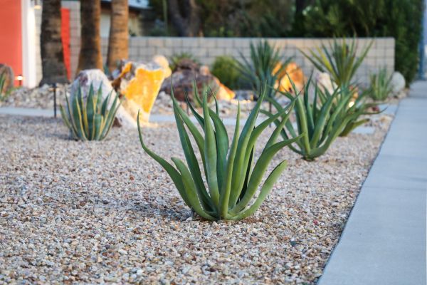 Drought Resistant Landscaping in Roswell