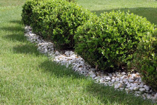 Boxwood Planting in Roswell
