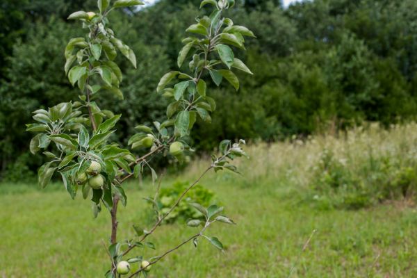 Apple Tree Planting in Roswell