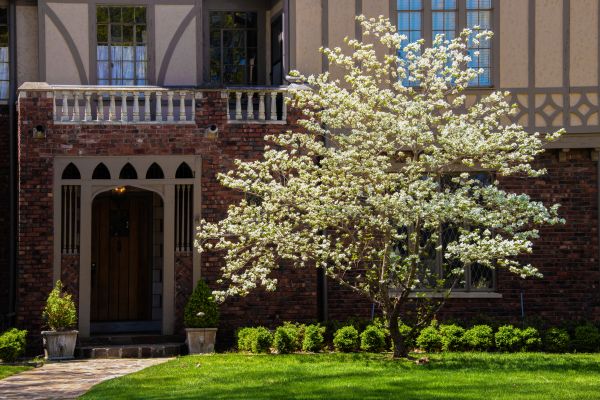 Dogwood Tree Planting in Roswell
